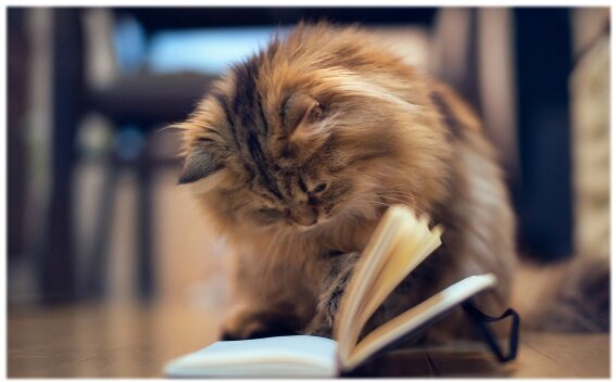 rentreeanimaux (2)