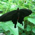 Pachliopta kotzebuea • Papilionidae • Philippines