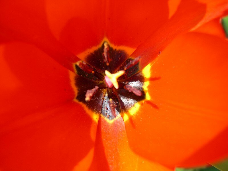 au coeur de la tulipe