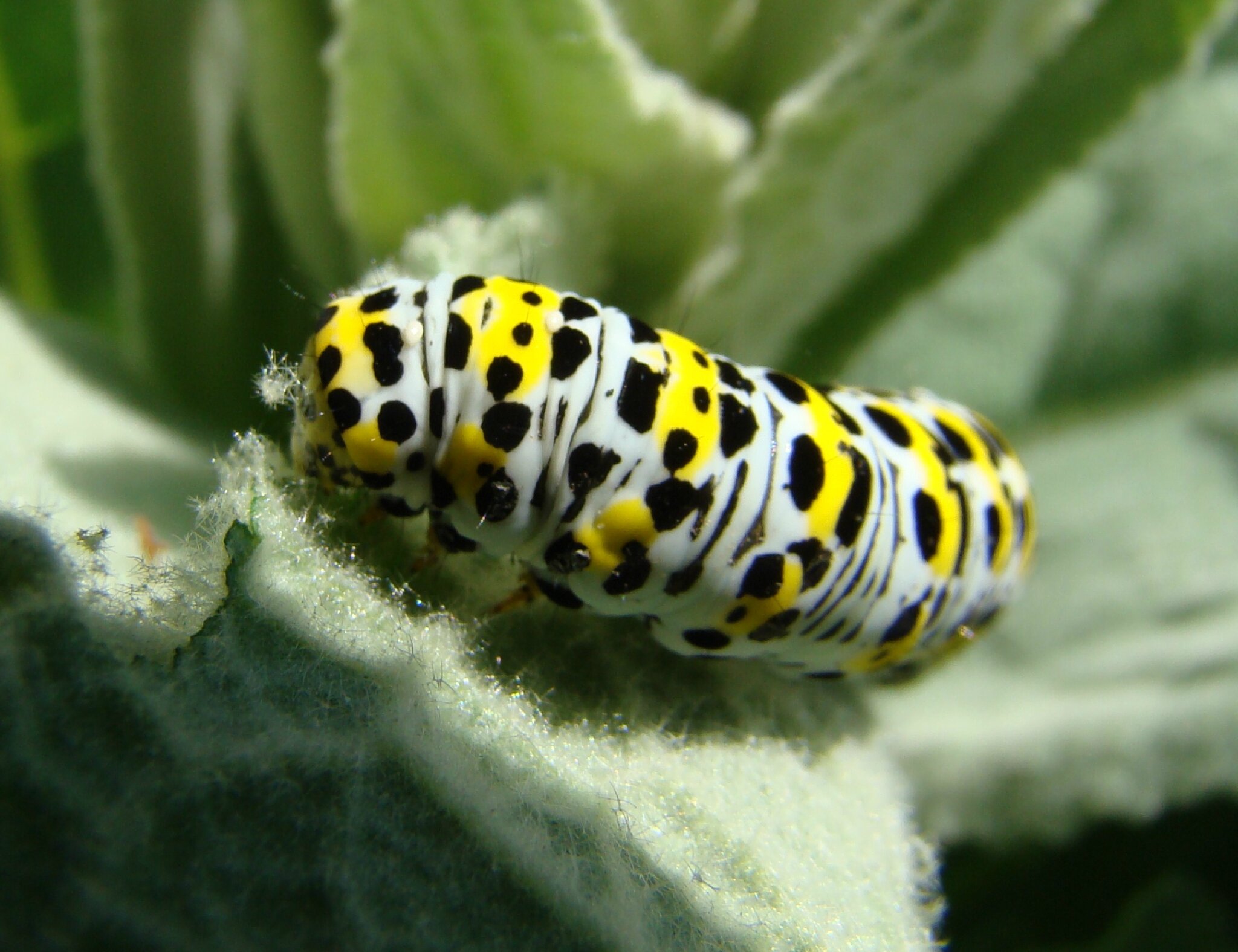 LA CHENILLE DU BOUILLON BLANC Mon univers Regard sur la Nature