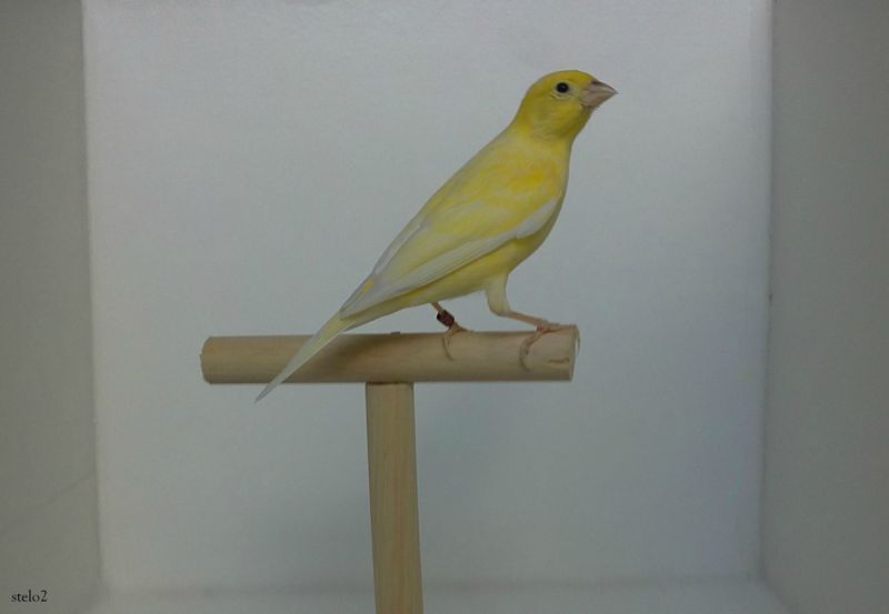 chant oiseaux canari chant oiseaux canari