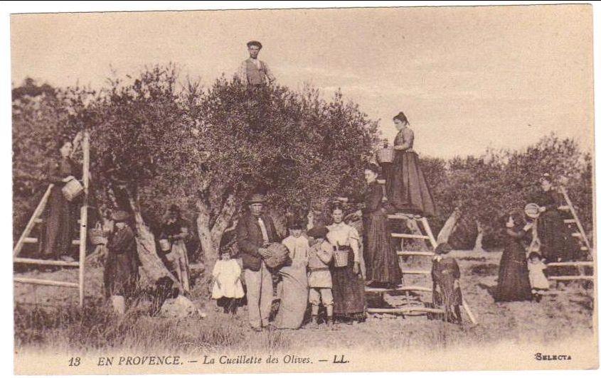 Cueillette des olives en 1885 dans le Gard
