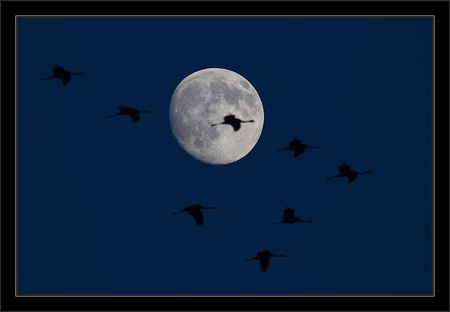 Montier_lulu_grues_lune_debut_nuit_191110