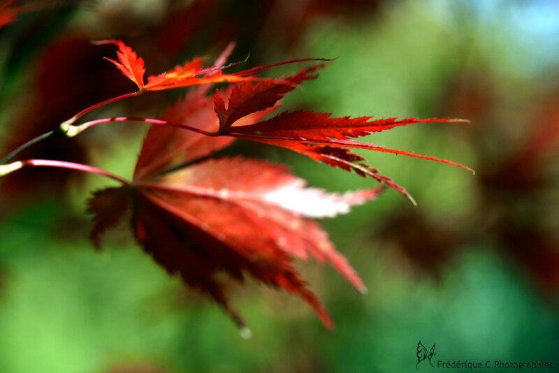 DSC_5428
