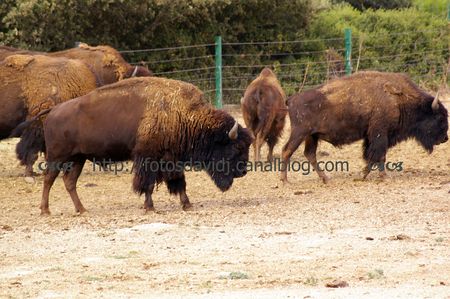 bisons