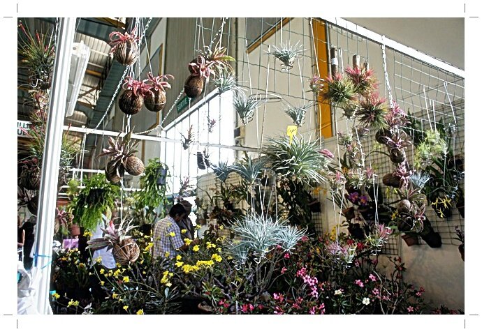 MUR JOLIES FLEURS IIUIUI