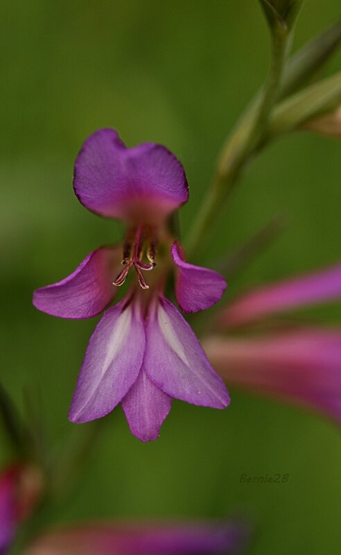 _DSC0262FRose B
