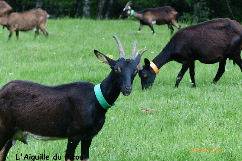 P1020728 - Copie