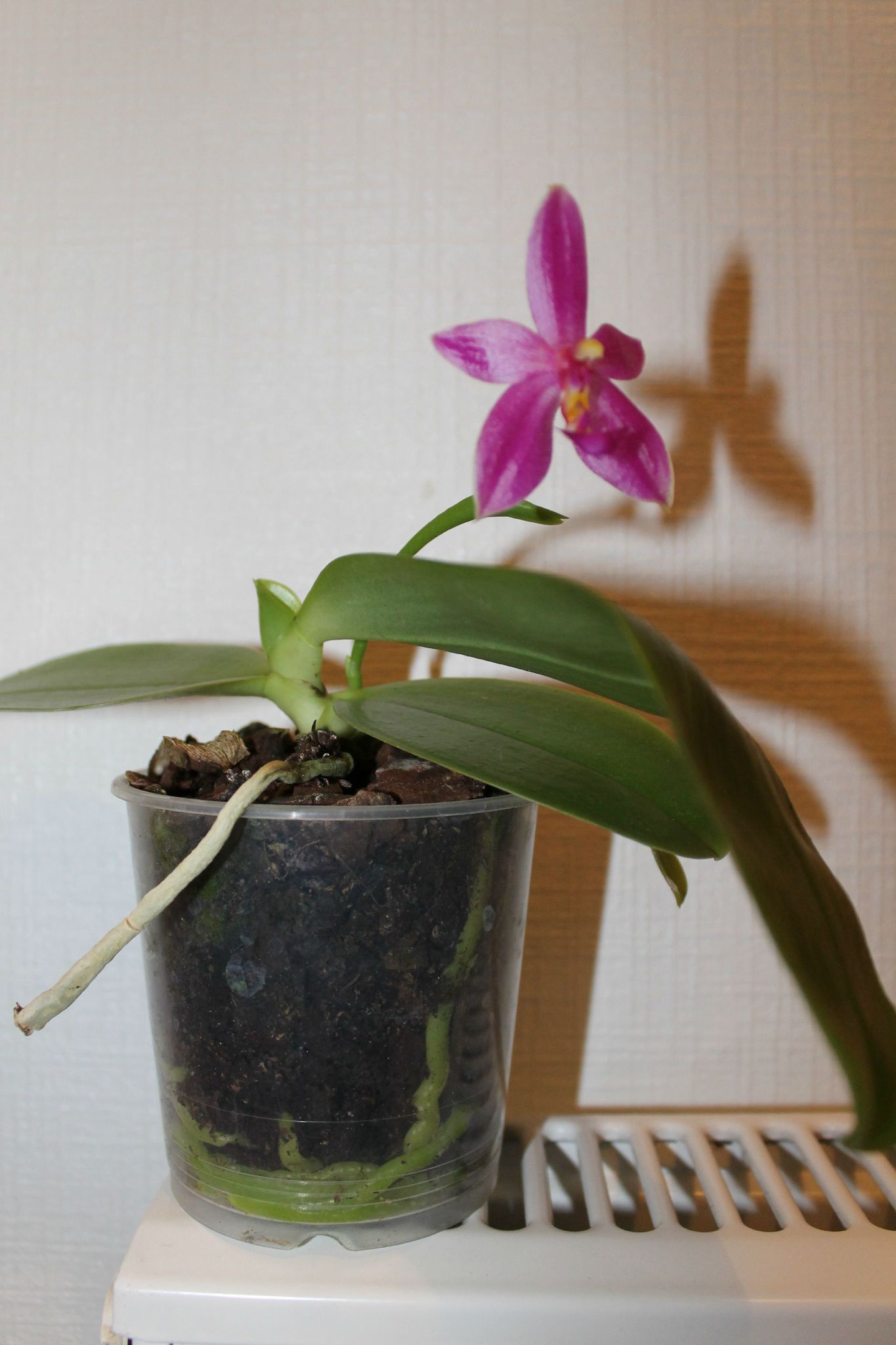 PHALAENOPSIS THALEBANII X VIOLACEA MALAYSIA - ma passion des orchidées
