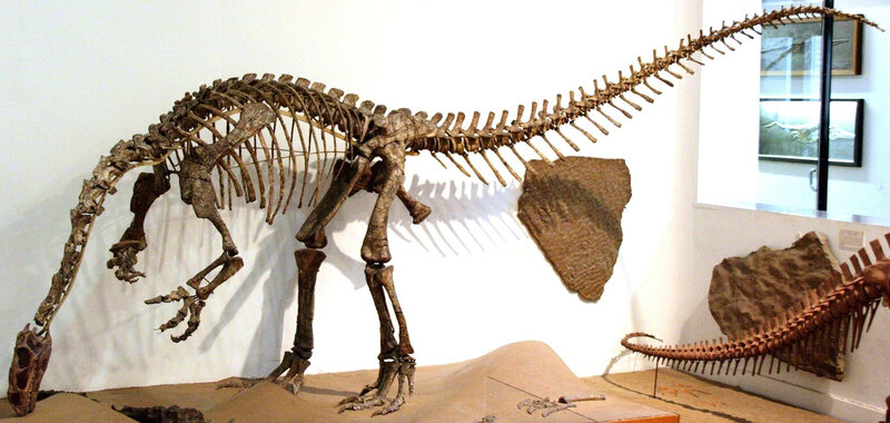 Plateosaurus_Skelett_1