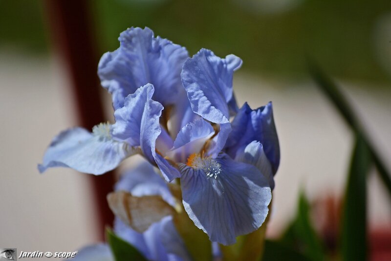 Iris lilliput Blue Denim 