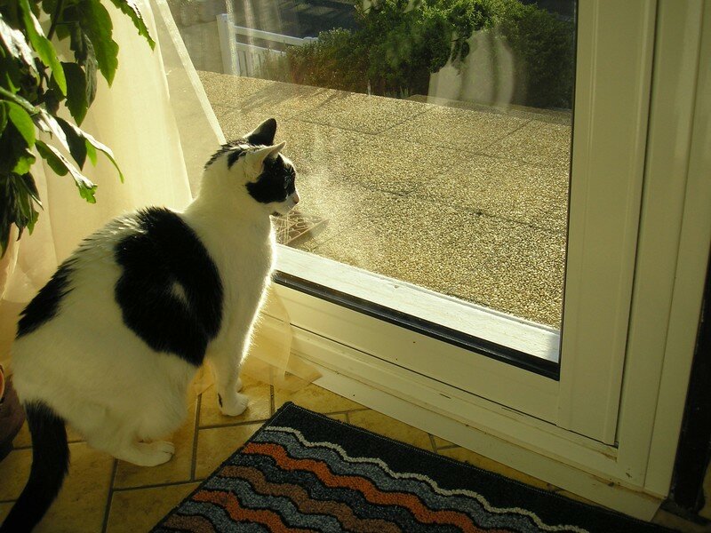 Il Lui Caresse La Chatte Deux chats derrière la vitre - De tout et de rien.....