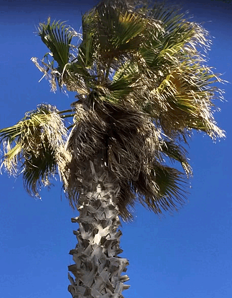 video palmiers