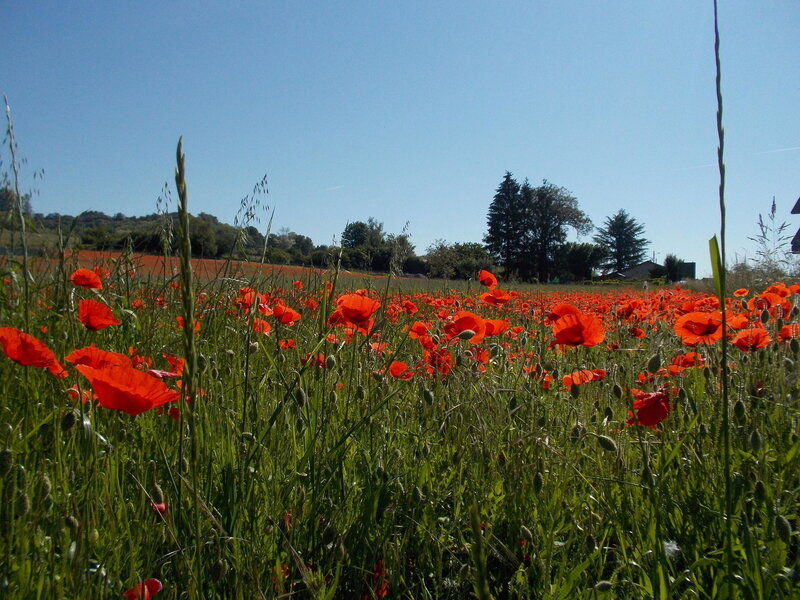 letempsdescoquelicots