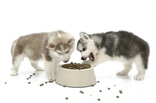 NaturL Cook chien (2)