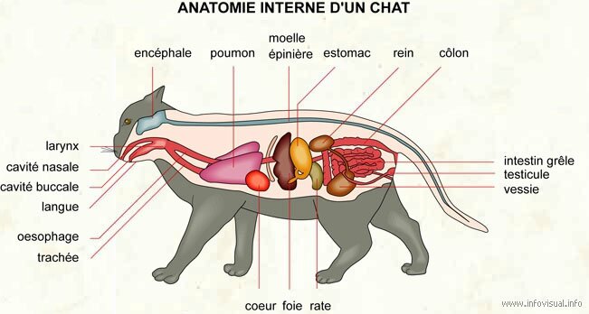 Anatomie Du Chat Mon Animal Et Moi