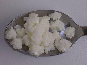 Graines de kéfir de lait ou champignon tibétain