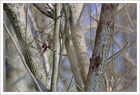 Galuchet_lulu_grimpereau_camoufl_060311