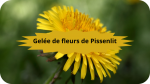 2 pissenlit Gelée de fleurs de Pissenlit-modified(1)
