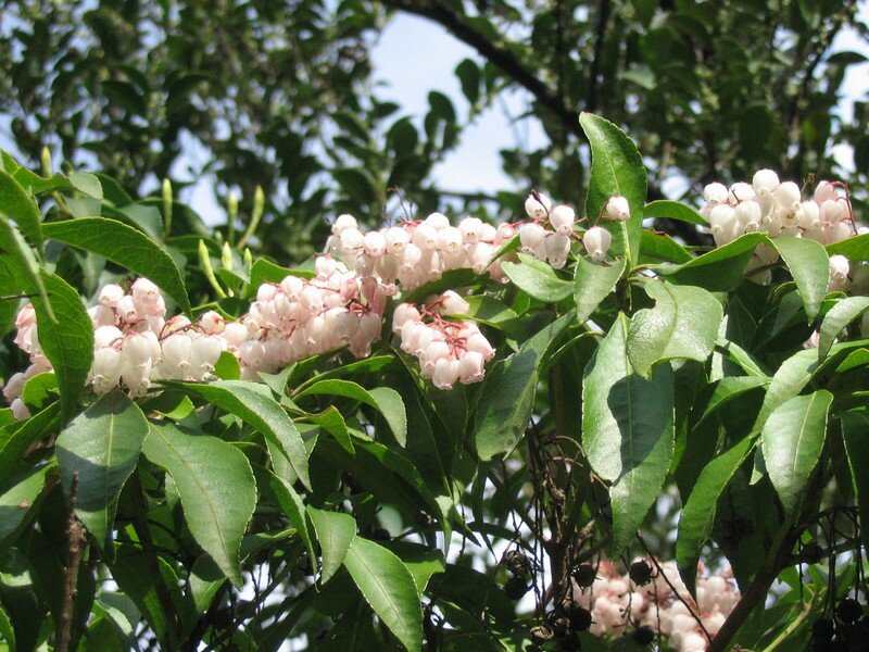 Du Muguet Rose Japonais Photo De Des Fleurs Et Des Arbres