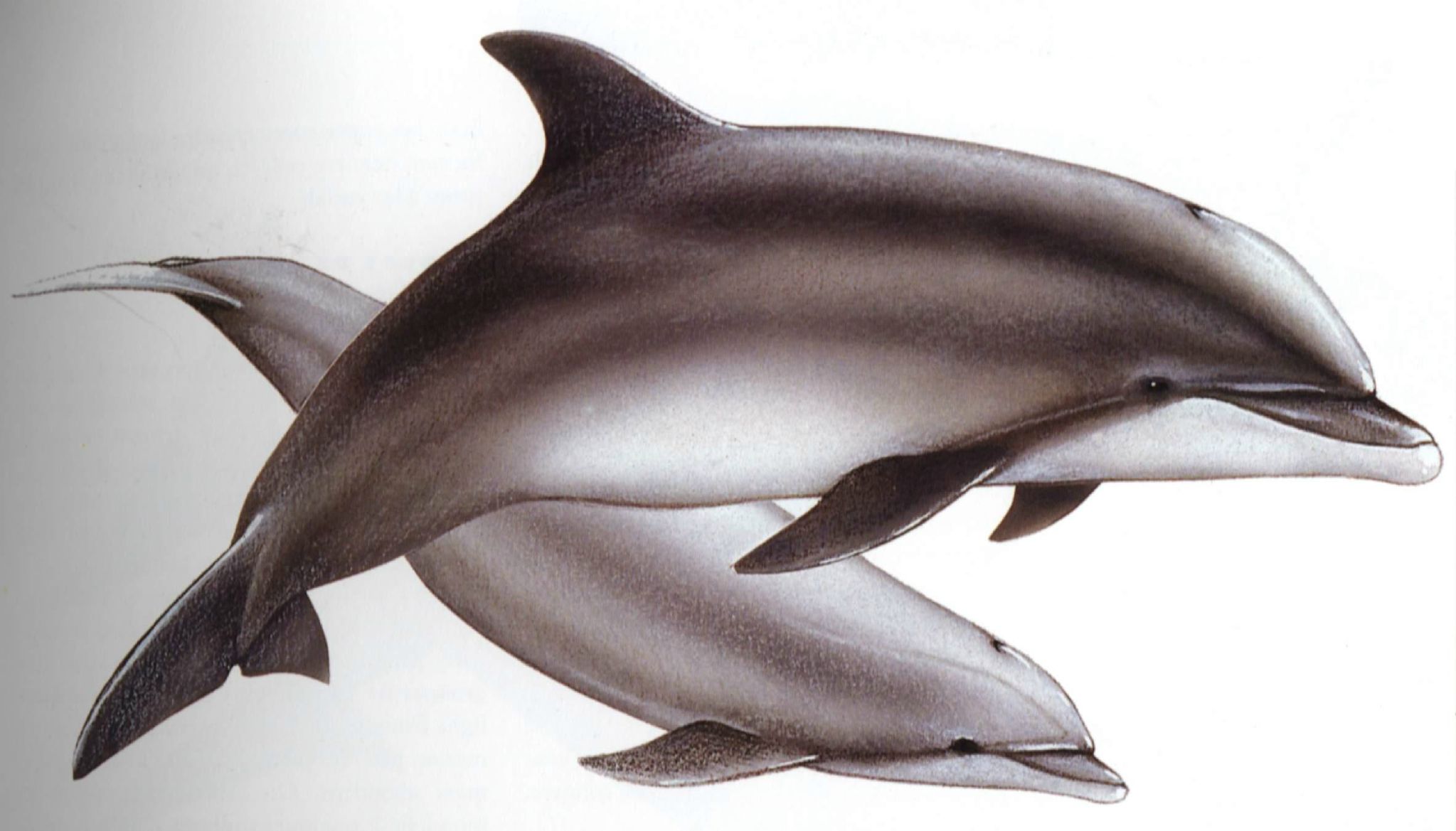 Строение дельфина Афалина