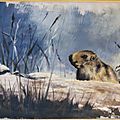 Marmotte Ghislaine Letourneur peinture acrylique