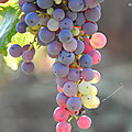 DSCN3039AAA