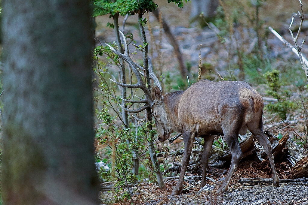 cerf elaphe enerv  Photo de Brame du cerf 2022 la 