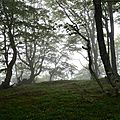 Hêtres dans le brouillard au Serròt de Boish.