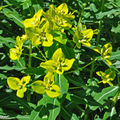 Euphorbia polychroma affichant son vert-acidulé