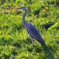 Héron, Ardea cinerea