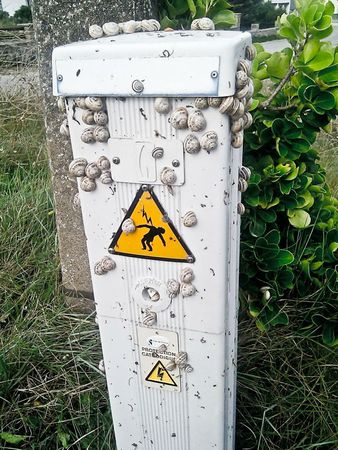 cagouille