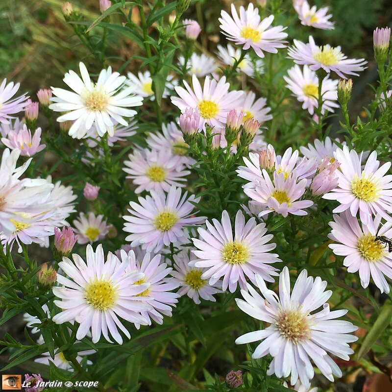 Aster Ericoides Cyrille