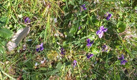 20190331 violettes
