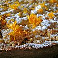 tarte à l'orange, streusel à la cardamome