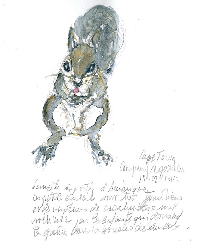 écureuil du Cap