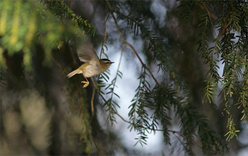 ville oiseau roitelet TB matin 191217 vol