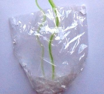 87_Fleurs_Fleurs en vase (66bis)
