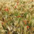 Champ de blé dans l 'Eure (27)