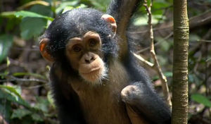 chimpanz_s9