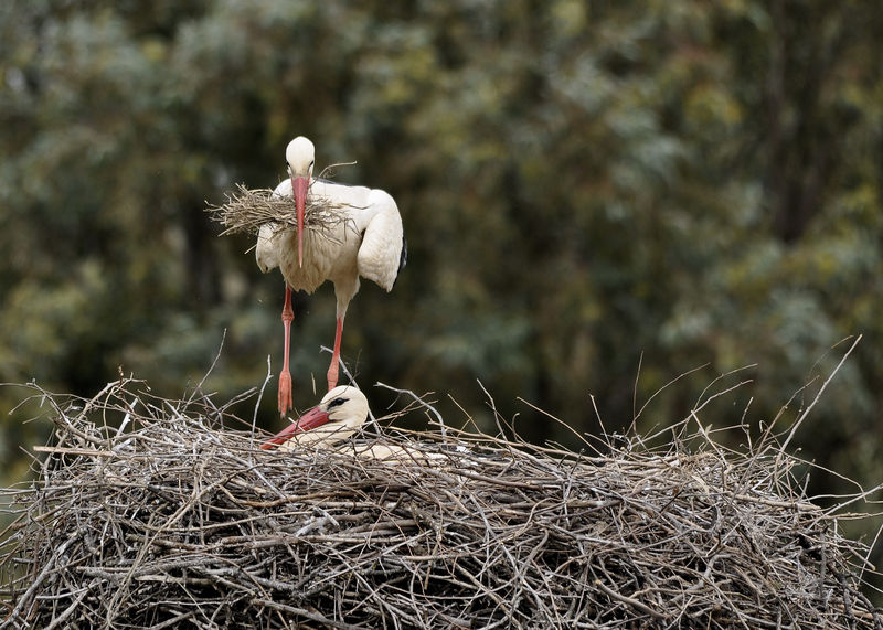_DSC0065_Cigogne_