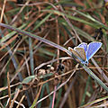 IMG_6628 - Copie