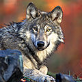 Etats-unis - le loup revient dans le colorado... après 75 ans d'absence !