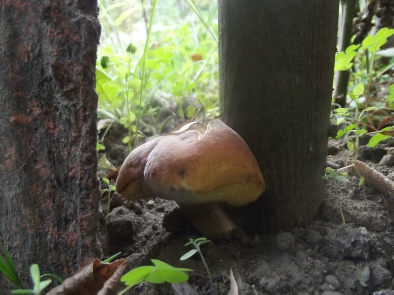 DSCF8085