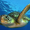 TORTUE DE MER