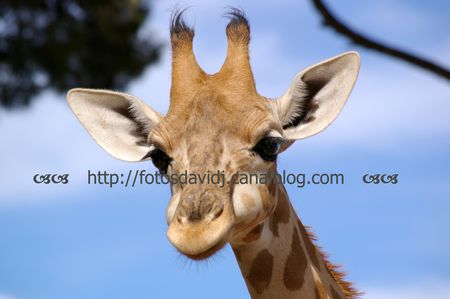 girafle1
