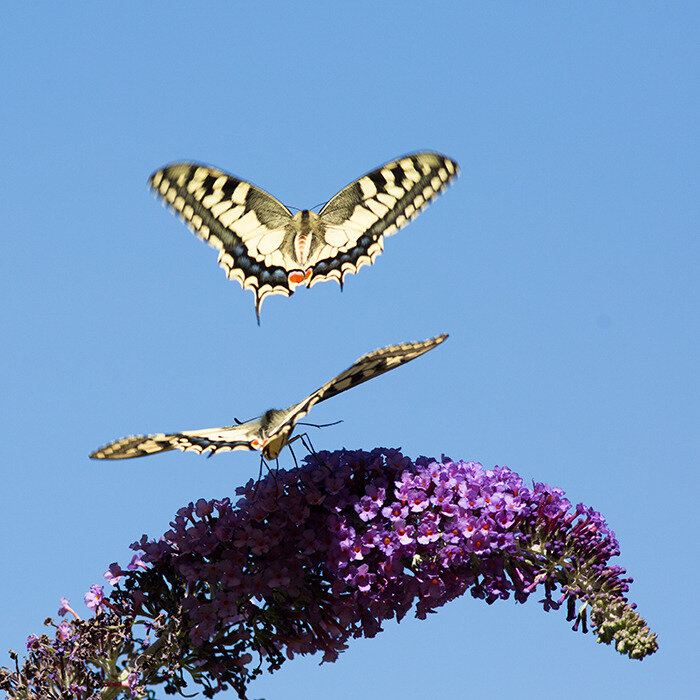 Dans Le Vol Des Papillons Nature Emotion