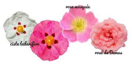 naturo rose fleurs ciste musquee damas