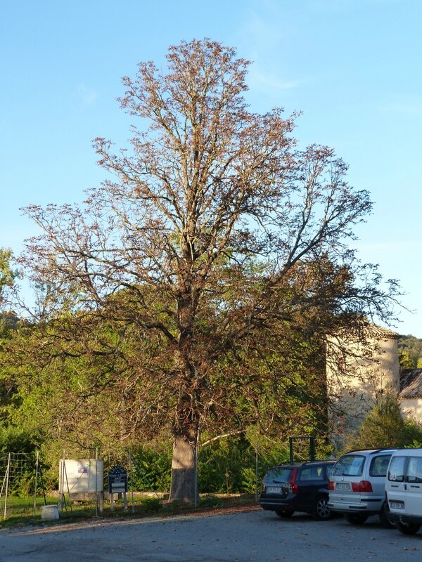 P1100524
