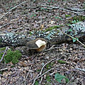 baer-04-09-20-02